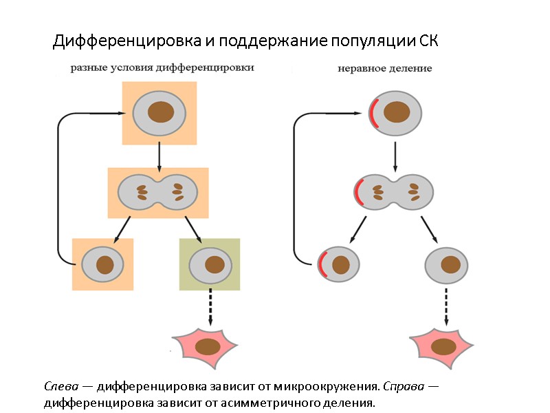 Дифференцировка и поддержание популяции СК Слева — дифференцировка зависит от микроокружения. Справа — дифференцировка